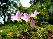 网络文学“现实”的多重变异、未来性与大众美学